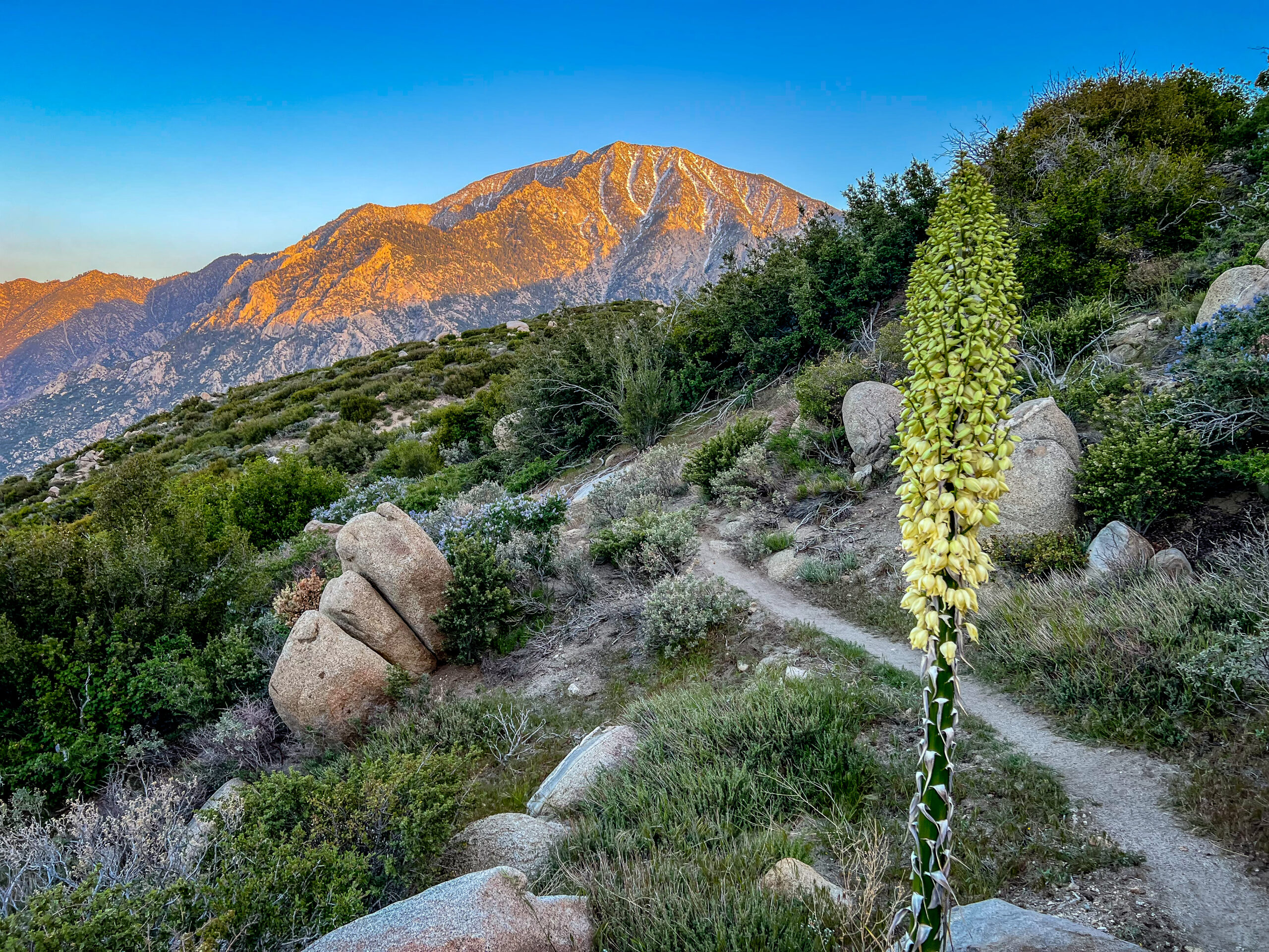 Alpenglow on Jacinto
