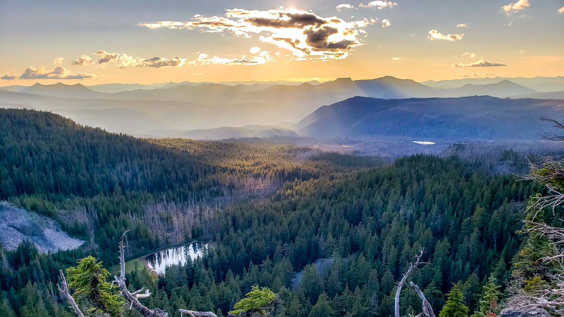Forestscape in Oregon