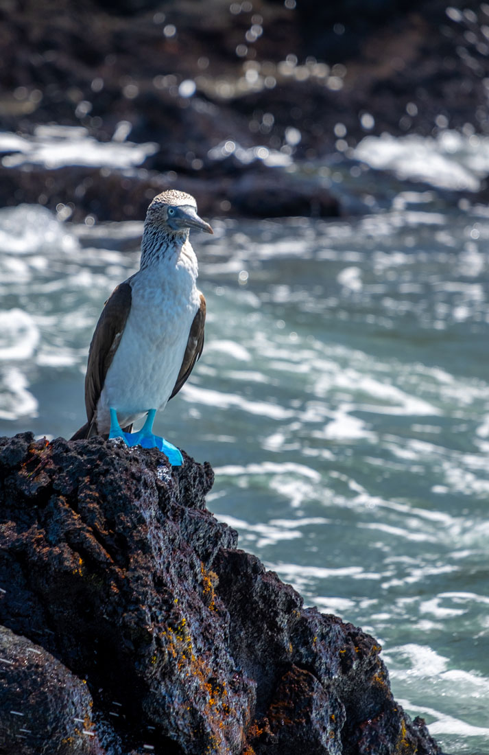 Blue-footed Booby