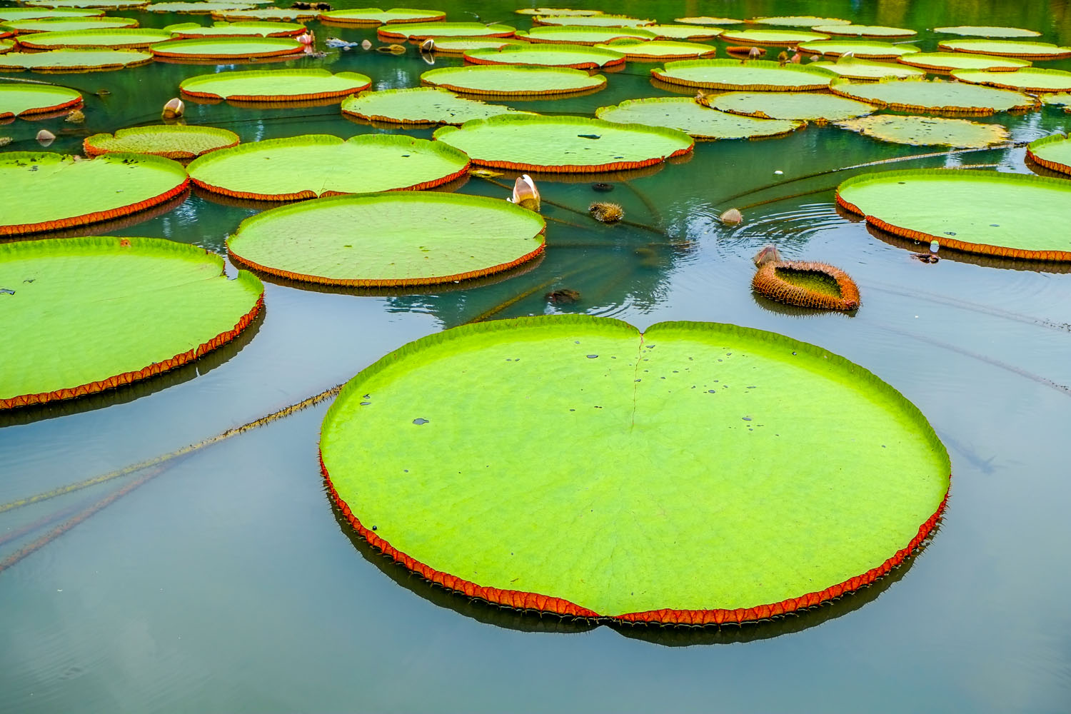 Lily Pads