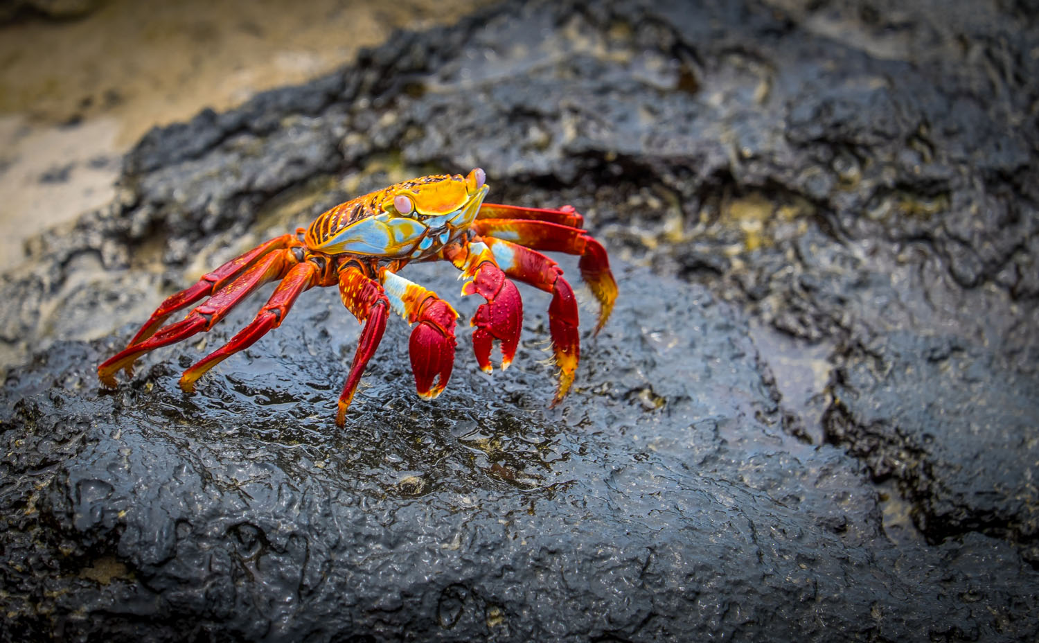Red Crab