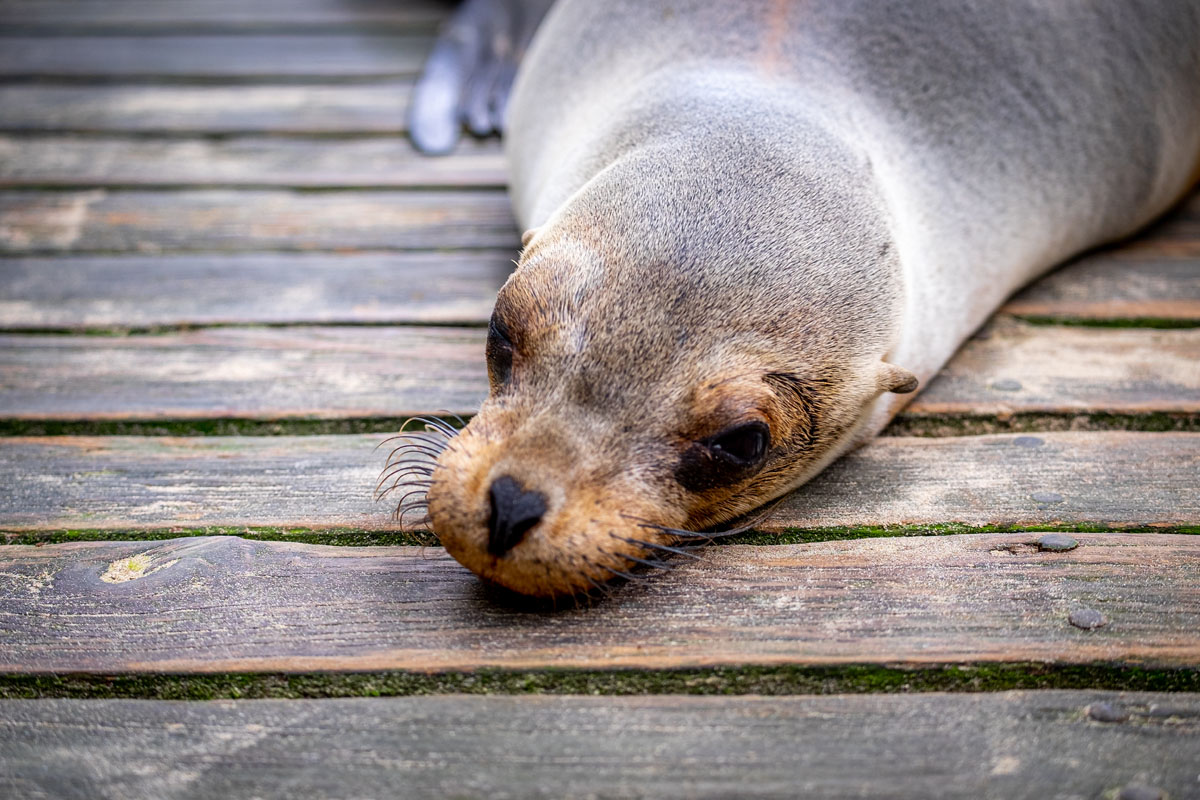 Sleeping Sea Lion