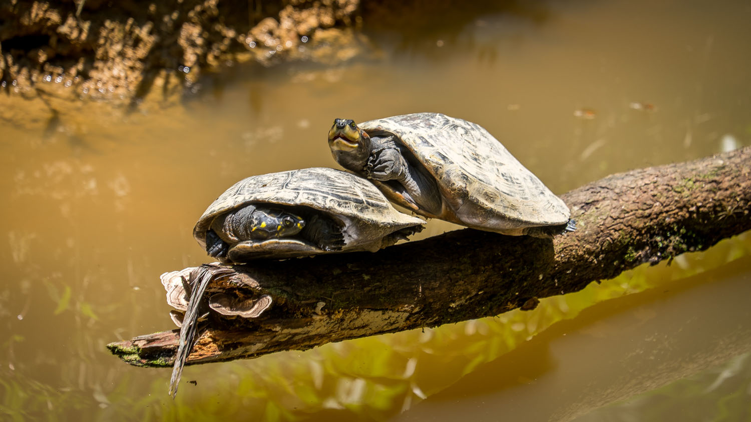 Turtles on a Log